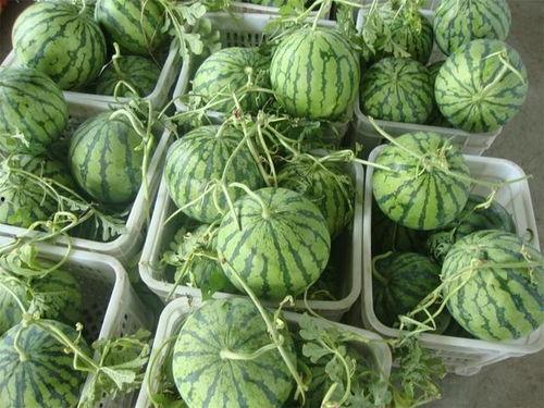 宁波余姚女网红吃瓜,揭秘网络舆论背后的真相